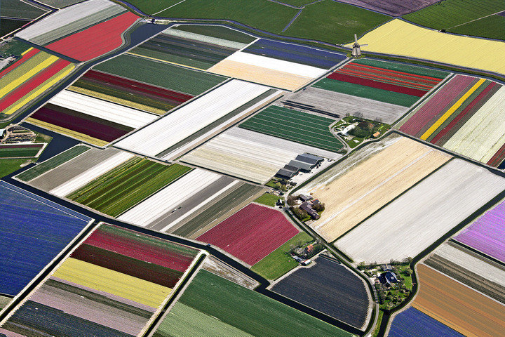 Amsterdam Tulips - Tulip bulbs fields aerial pictures -